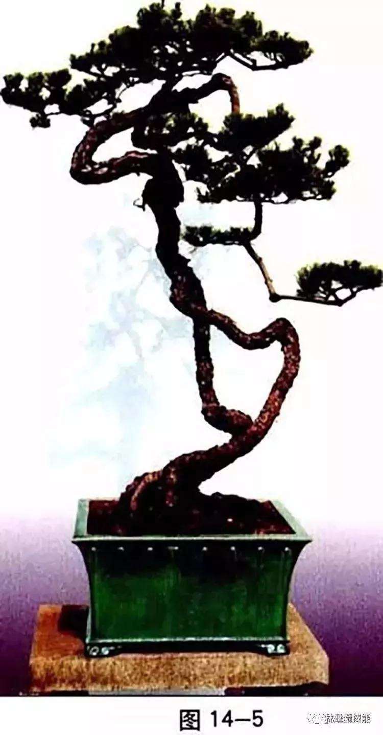 图解 自然式盆景怎么造型的方法