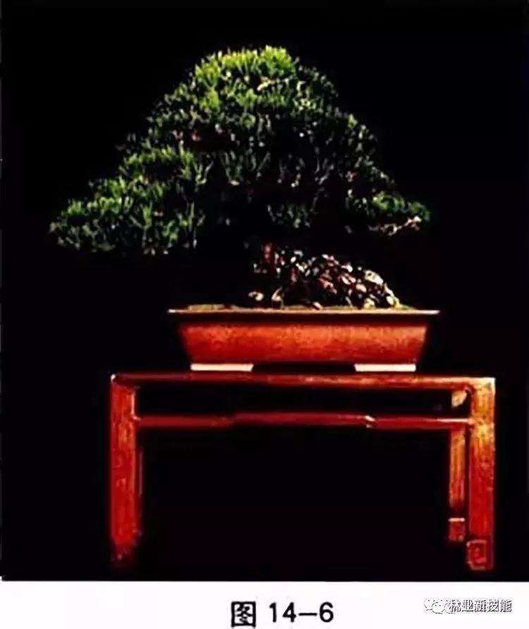 图解 自然式盆景怎么造型的方法