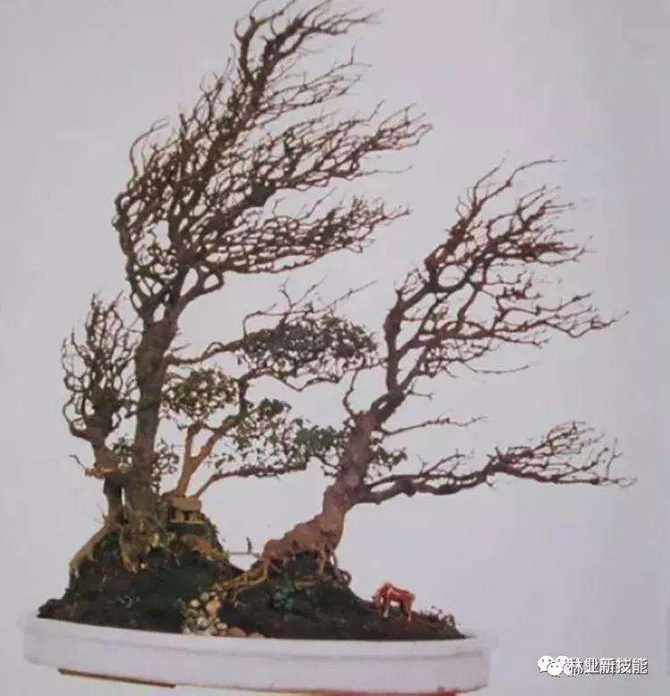 图解 自然式盆景怎么造型的方法