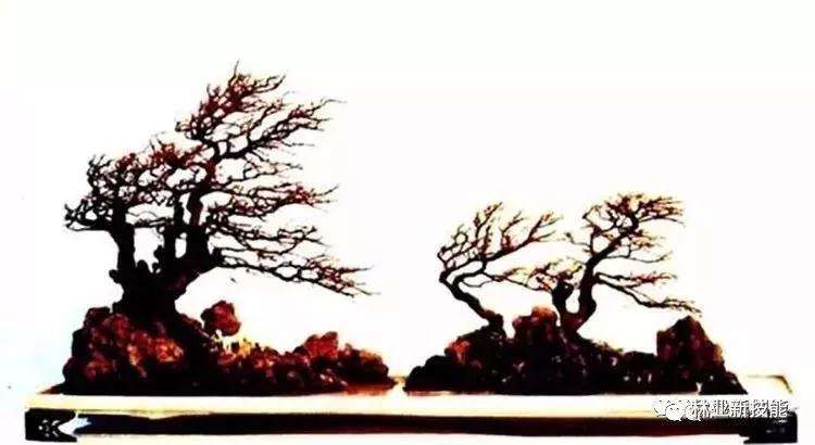 图解 自然式盆景怎么造型的方法