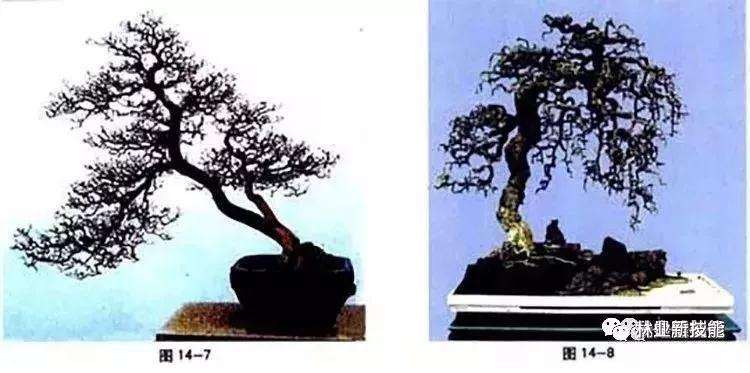 图解 自然式盆景怎么造型的方法