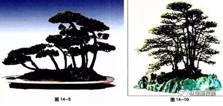 图解 自然式盆景怎么造型的方法