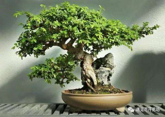 怎么制作盆景的3个步骤