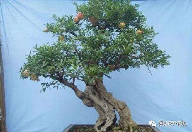 怎么制作盆景的3个步骤