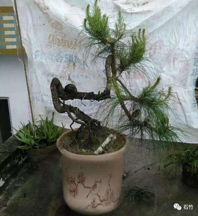 华山松盆景下山桩为什么养不活