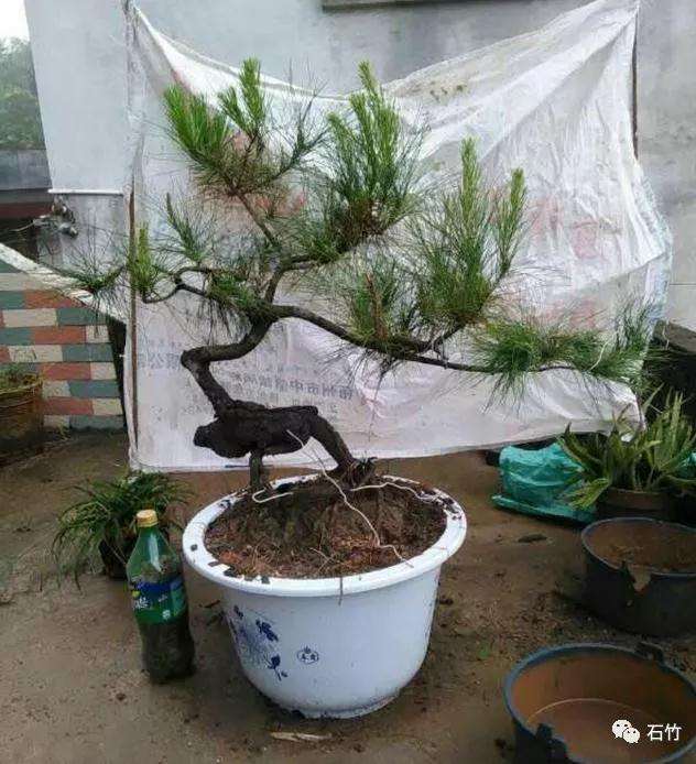 华山松盆景下山桩为什么养不活