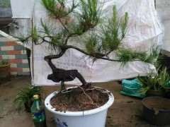 华山松盆景下山桩为什么养不活 图片