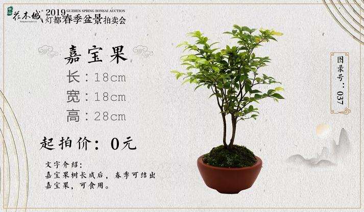 五月灯都夏季盆景拍卖会