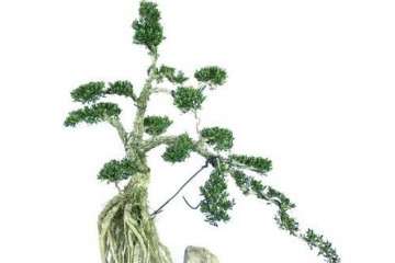 这盘黄杨盆景 价格卖1万元 可以吗？