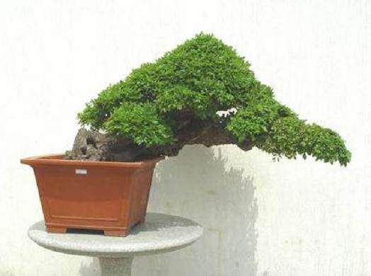 出口盆景的主要品种