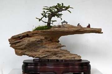 首届中国女盆景师作品展