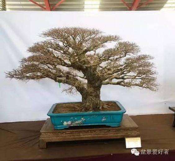 2017年 台湾BCI大会暨第14届亚太盆景展