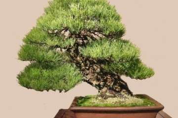 2017年 日本 第91届国府盆景展 - 第1部分续