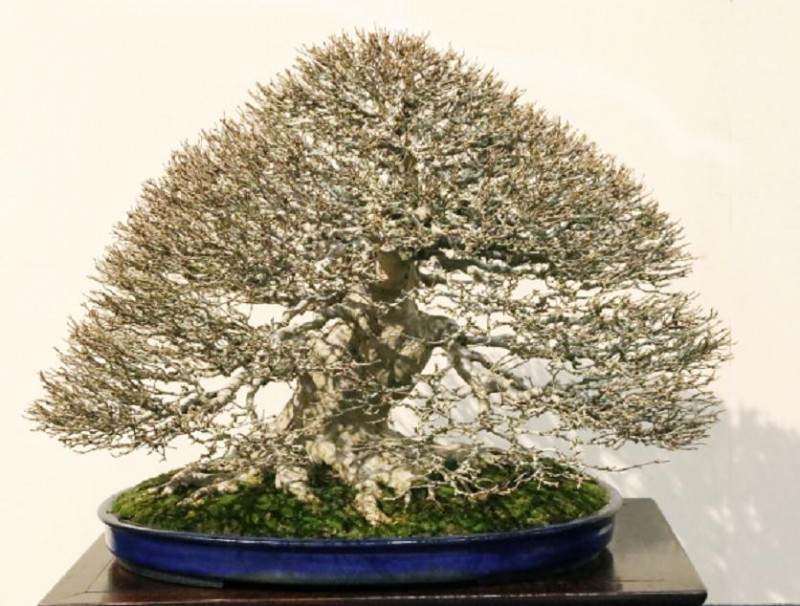 阿拉巴马州盆景协会春季展