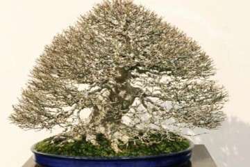 2017年阿拉巴马州盆景协会春季展 第3部分