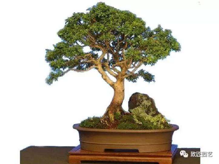 盆景还是一个很有潜力的市场 值得投资