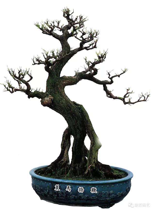 盆景投资有风险性吗