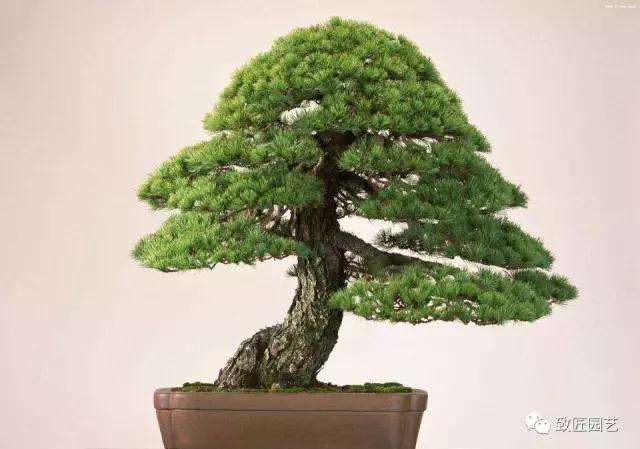 盆景投资有风险性吗