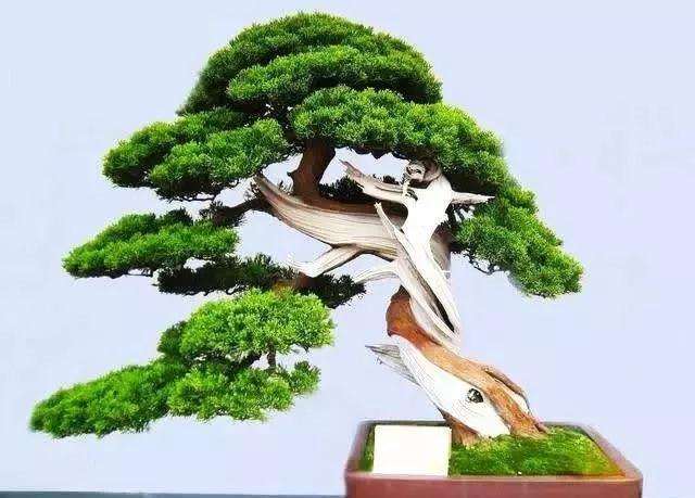 什么盆景需要青苔点缀