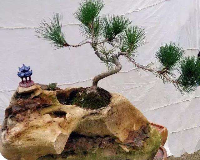 什么盆景需要青苔点缀