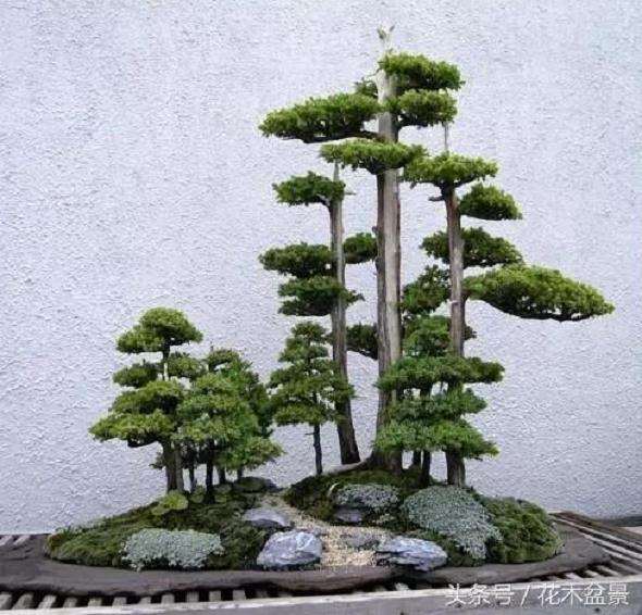 三株树盆景怎么组合的方法