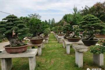 吴耀明先生现盆景园占地50亩 1千盆