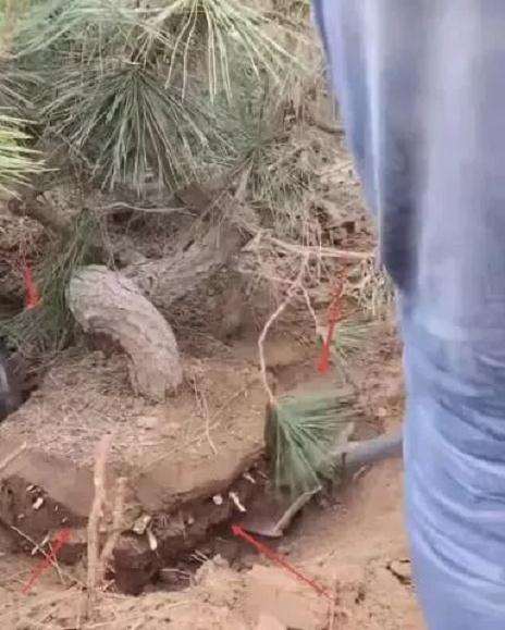 松树种植盆景用什么土壤最好