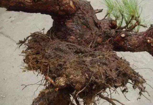 松树种植盆景用什么土壤最好