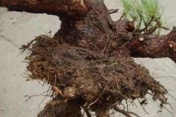 松树种植盆景用什么土壤最好 图片