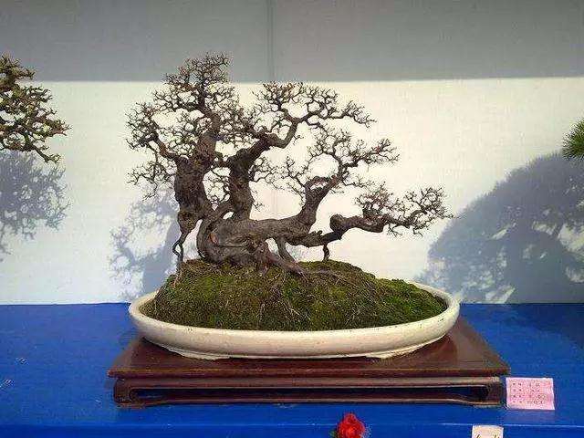 盆景烂根和黄叶 怎么办 图片