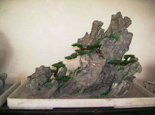 盆景烂根和黄叶 怎么办 图片