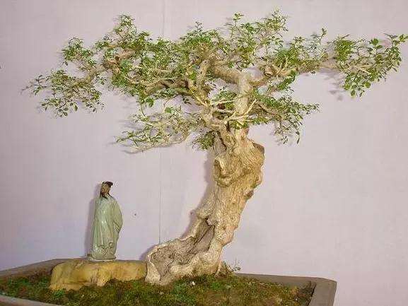 盆景烂根和黄叶 怎么办 图片