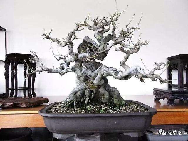 怎么给朴树盆景上盆的方法