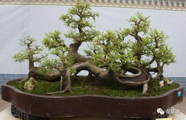 怎么给朴树盆景上盆的方法