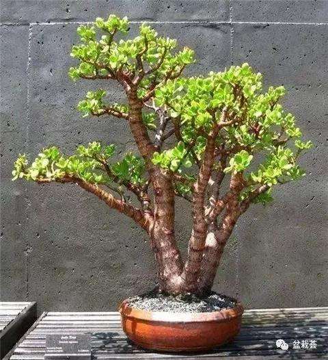 玉树盆景怎么修剪造型的方法