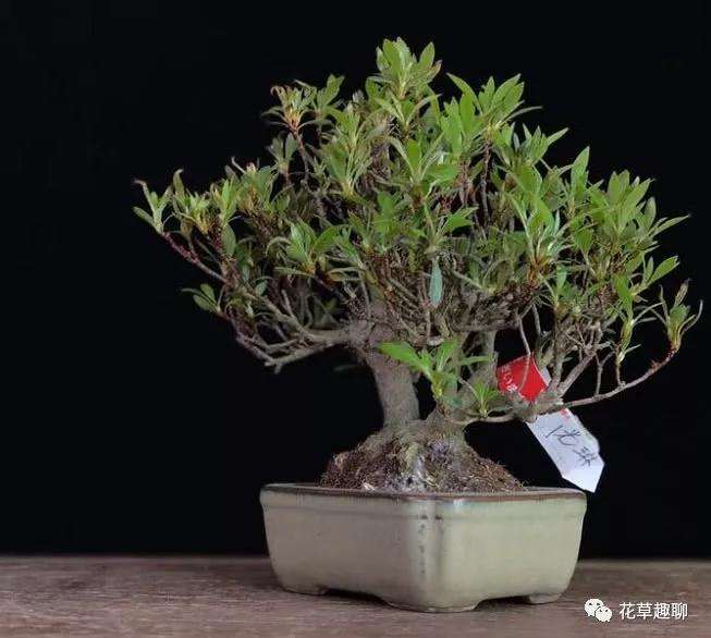 最适合扦插的3种开花盆景