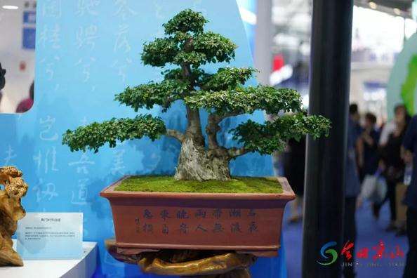 园艺大咖指尖上的微型盆景欣赏 图片