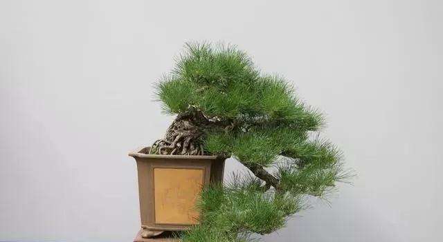 悬崖式盆景怎么制作的2个方法