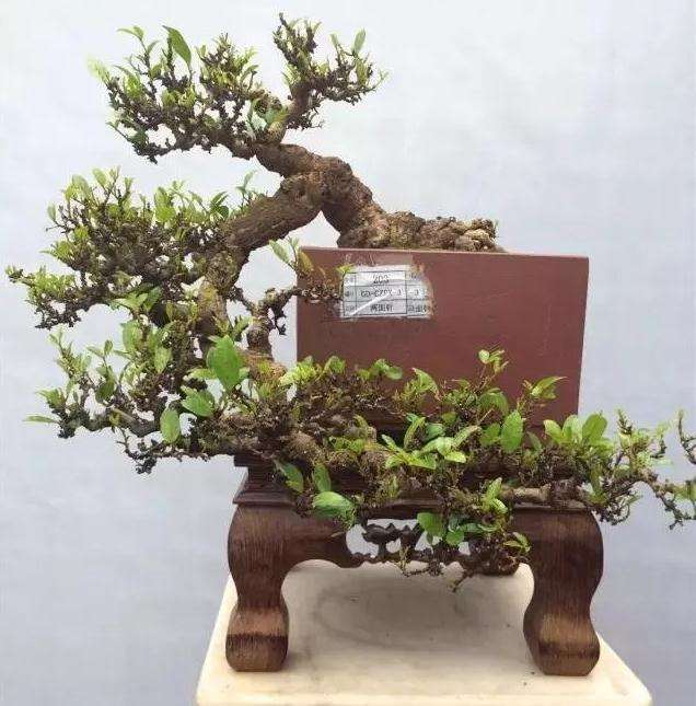 两面针盆景怎么造型的方法