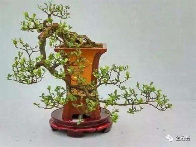 两面针盆景怎么造型的方法