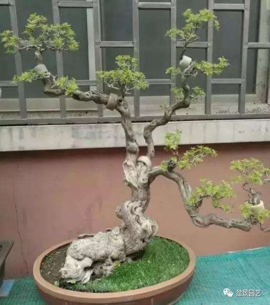 黄荆树桩盆景怎么施肥的方法