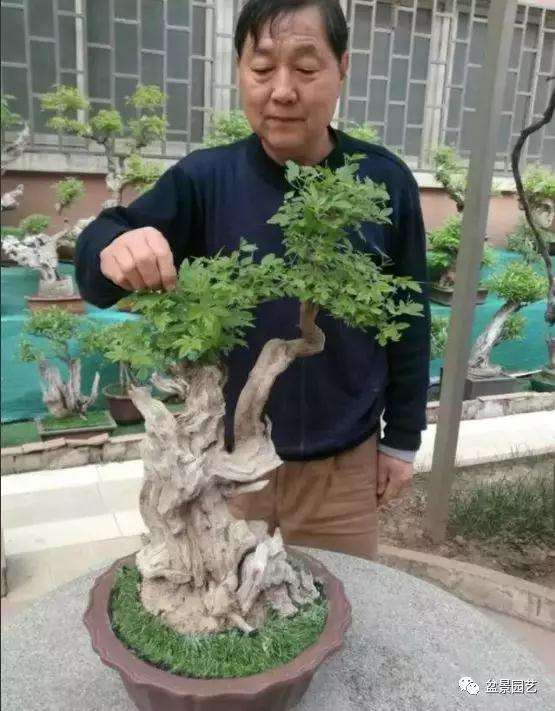 黄荆可以制作多种形式造型的树桩盆景