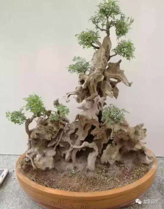 黄荆可以制作多种形式造型的树桩盆景