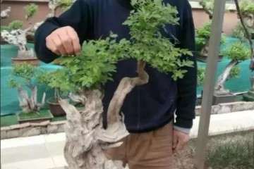 黄荆可以制作多种形式造型的树桩盆景