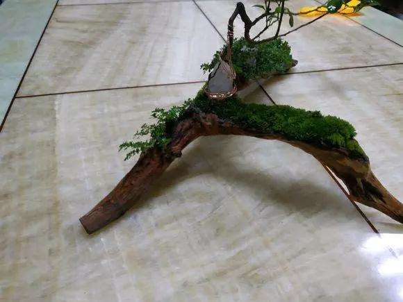 雀梅盆景怎么造型的方法