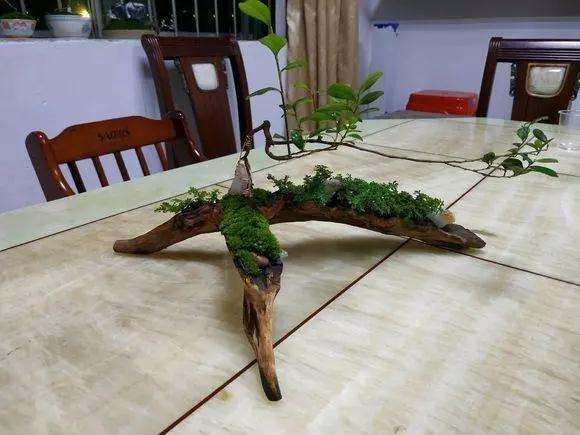 雀梅盆景怎么造型的方法