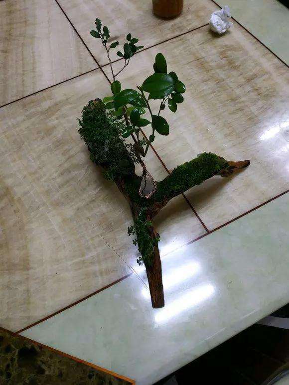 雀梅盆景怎么造型的方法