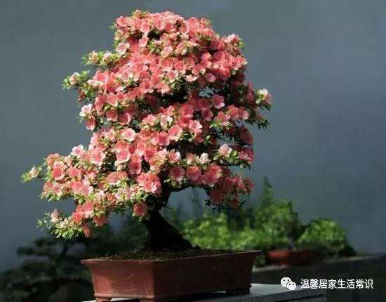 怎么培育日本杜鹃盆景的方法