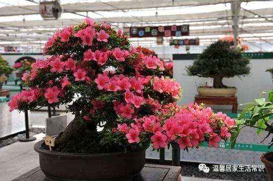 怎么培育日本杜鹃盆景的方法