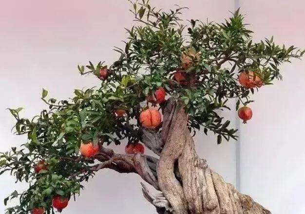 怎么育培制作一个漂亮的石榴盆景